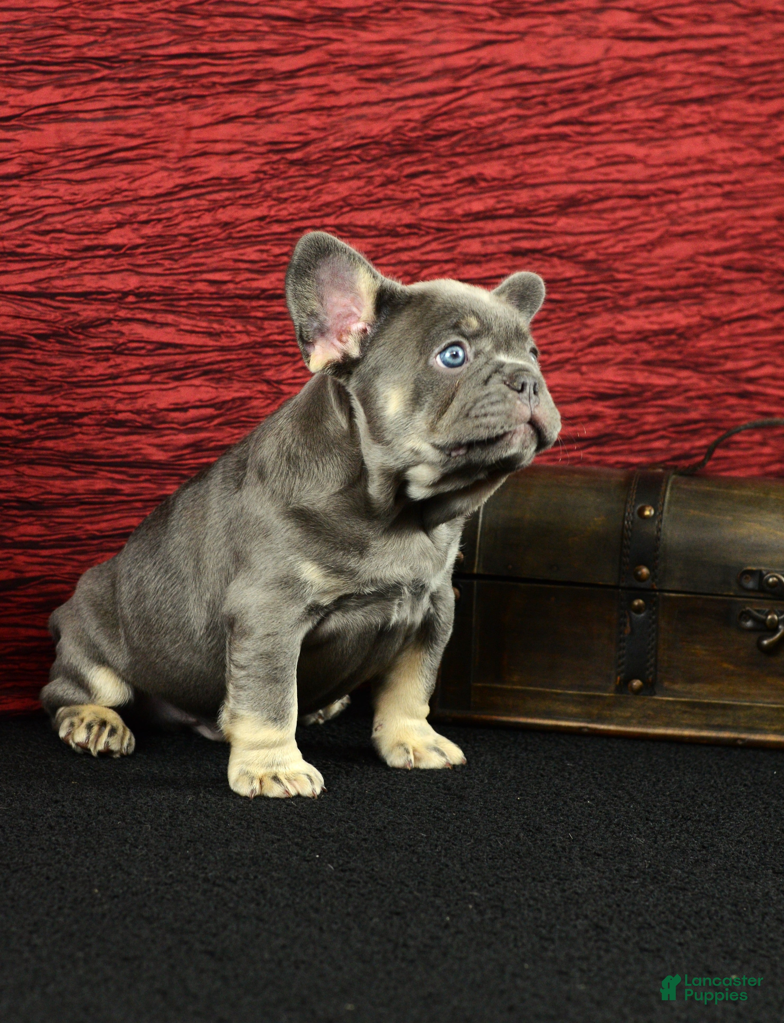 French Bulldog dogs Milo - Ad 2