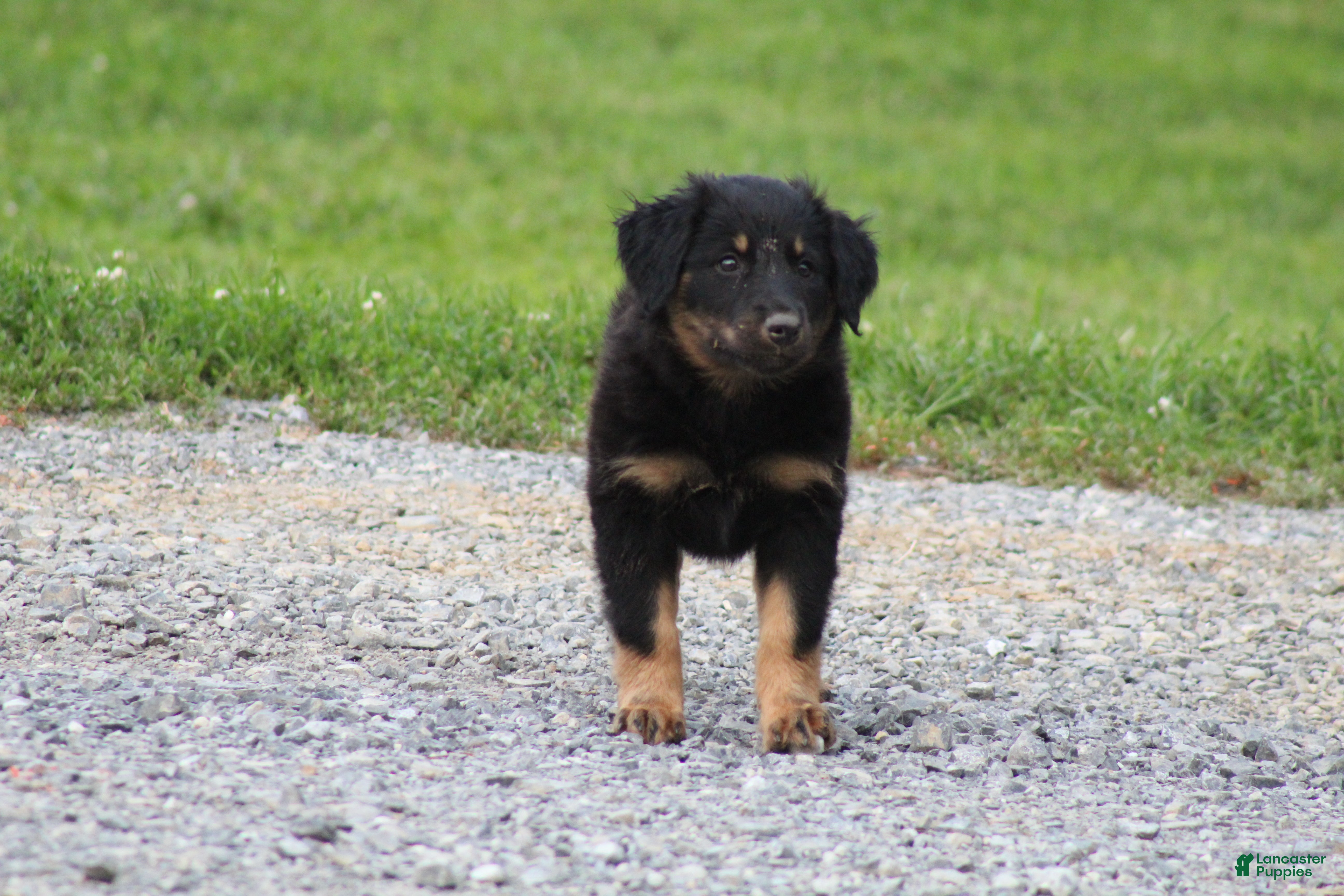 English Shepherd dogs Shep - Ad 1