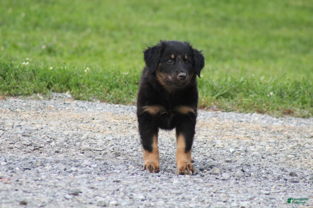 English Shepherd dogs for sale: Shep - Ad 1