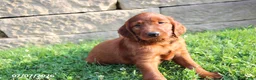 Irish Setter dogs for sale: Moe - Ad 1