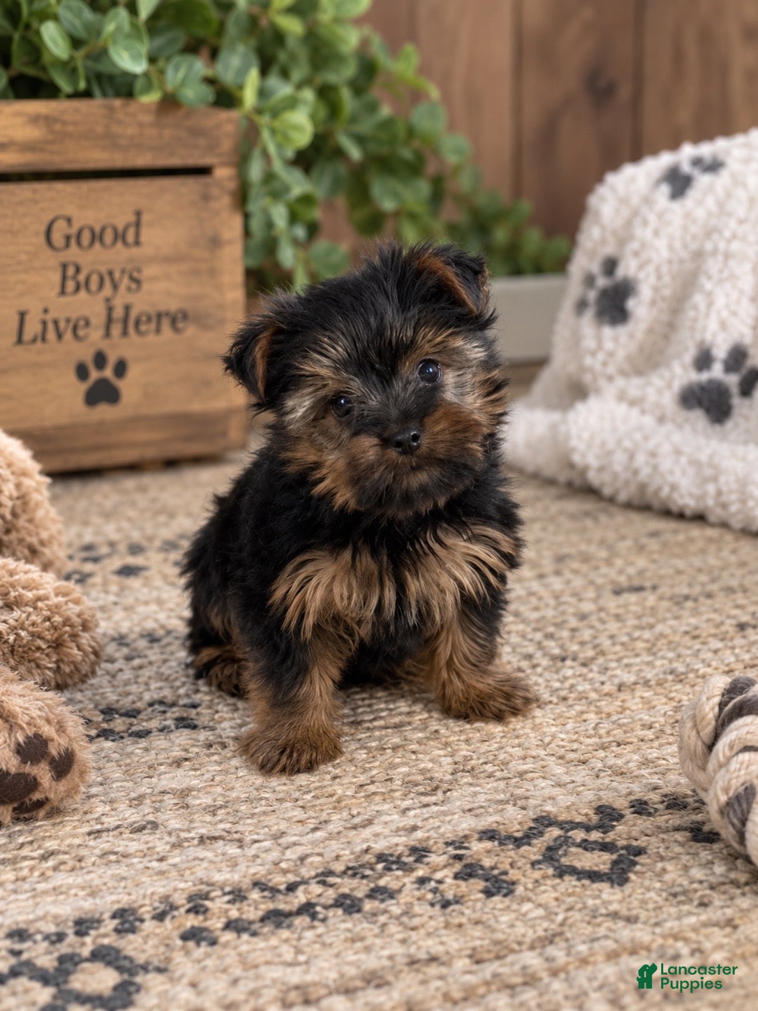 Yorkshire Terrier dogs Pepper - Ad 1
