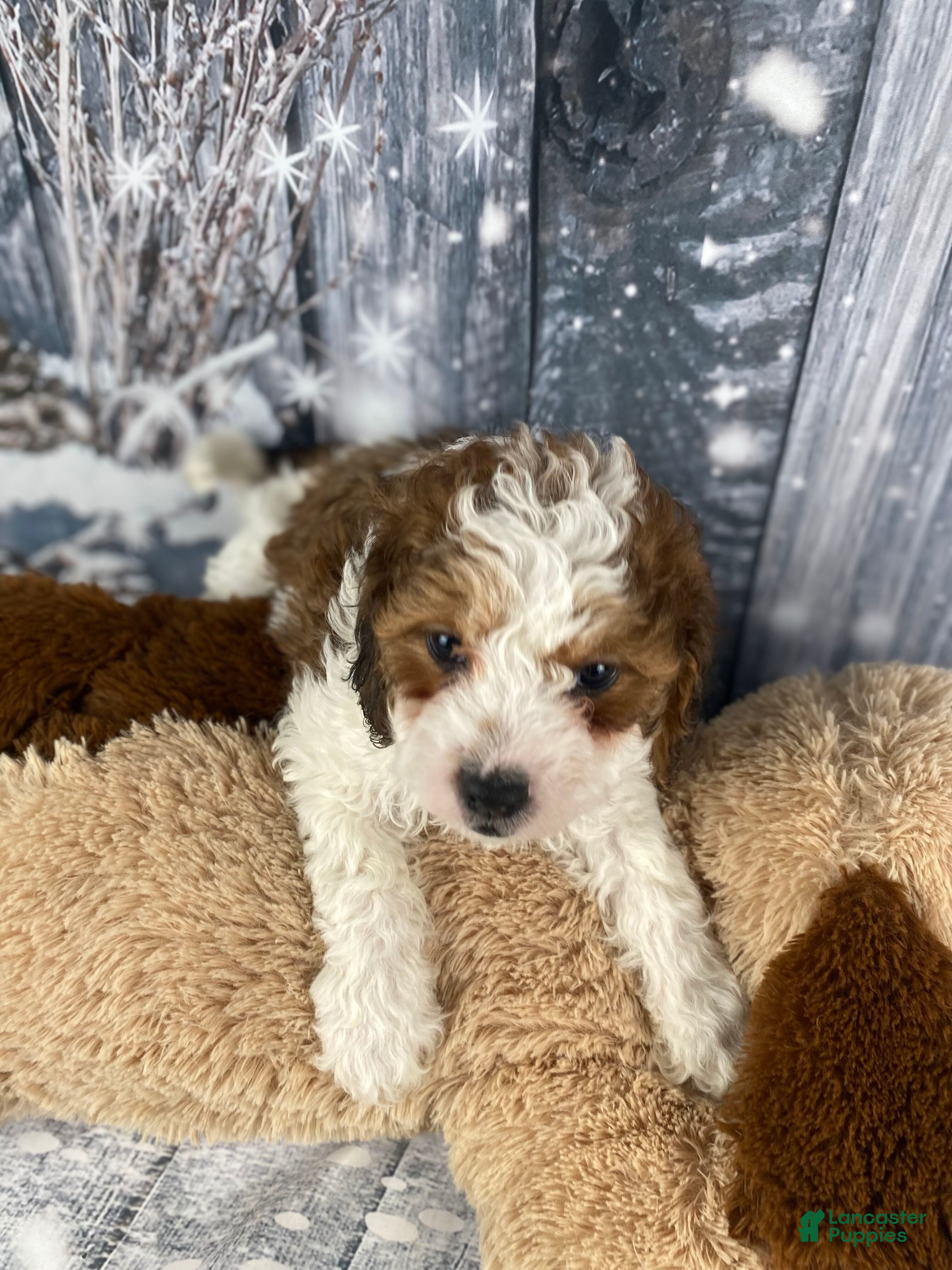 Cavapoo dogs Colt - Ad 2
