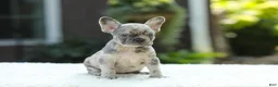 French Bulldog dogs for sale: Joy - Ad 4