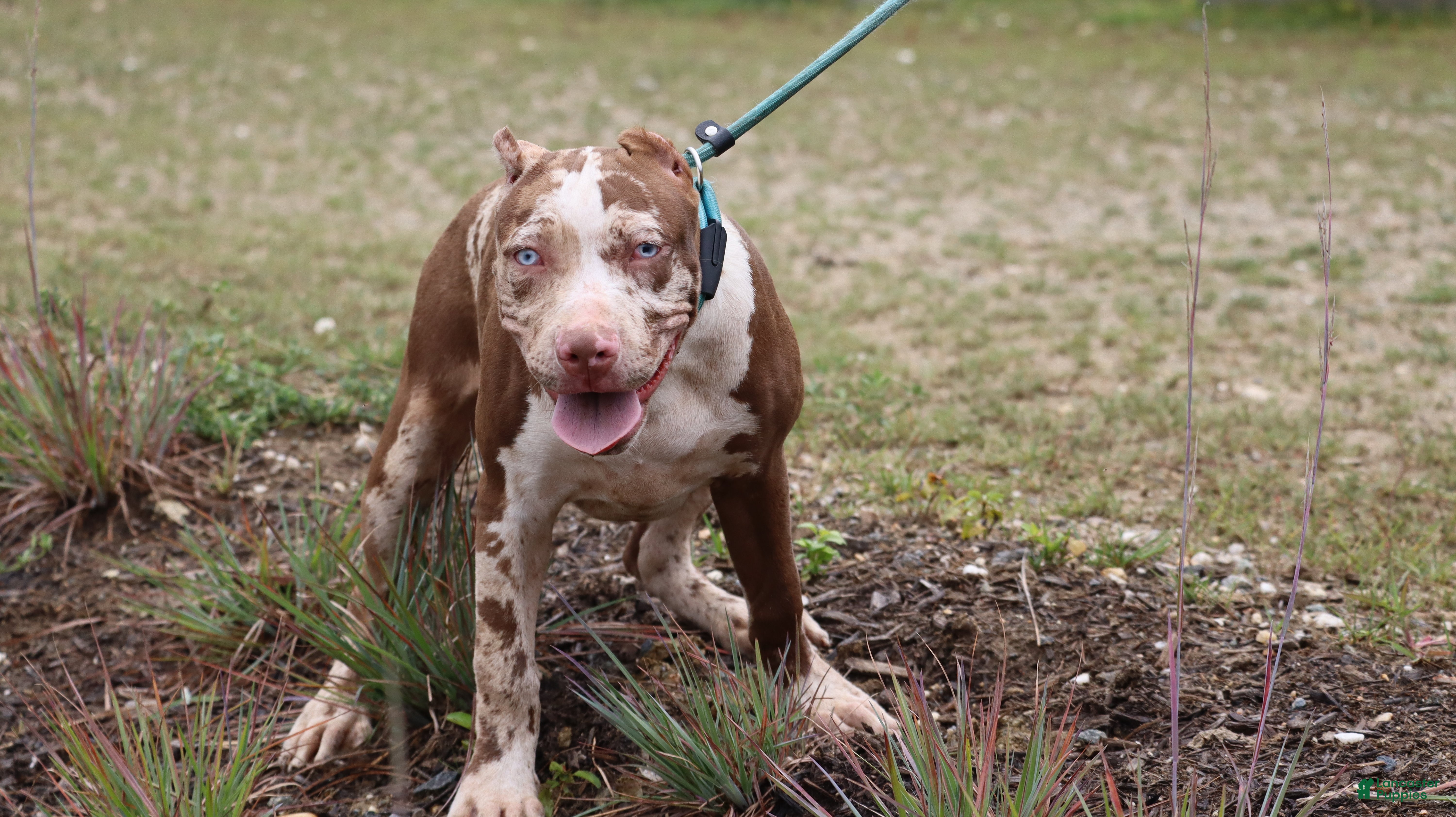 American Bully dogs Iris - Ad 1