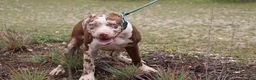 American Bully dogs for sale: Iris - Ad 1