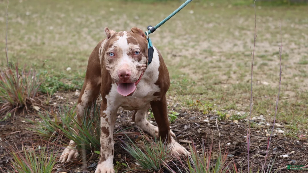 American Bully dogs for sale: Iris - Ad 1