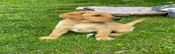 Labrador Retriever dogs for sale: Orange collar. Joe - Ad 8