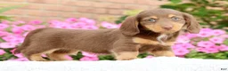 Miniature Dachshund dogs for sale: Dawna - Ad 5