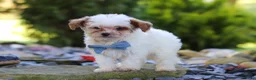 Cavapoo dogs for sale: Marley - Ad 3