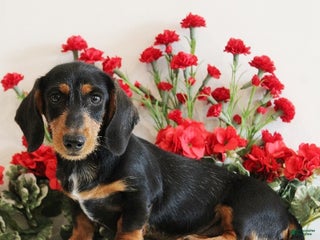 Dachshund dogs - Ad 15