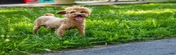 Toy Poodle dogs for sale: Bucky  - Ad 9