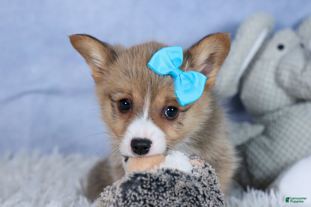 Welsh Corgi Pembroke dogs for sale: Ace - Ad 5