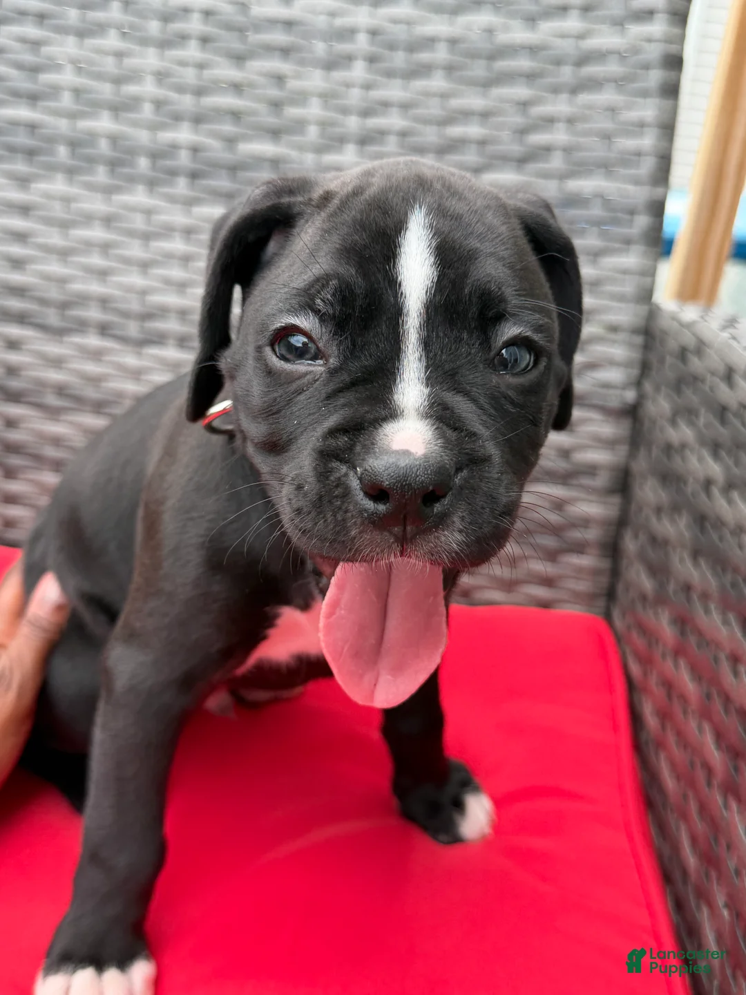 Boxer dogs for sale: Bruno (currently) - Ad 4