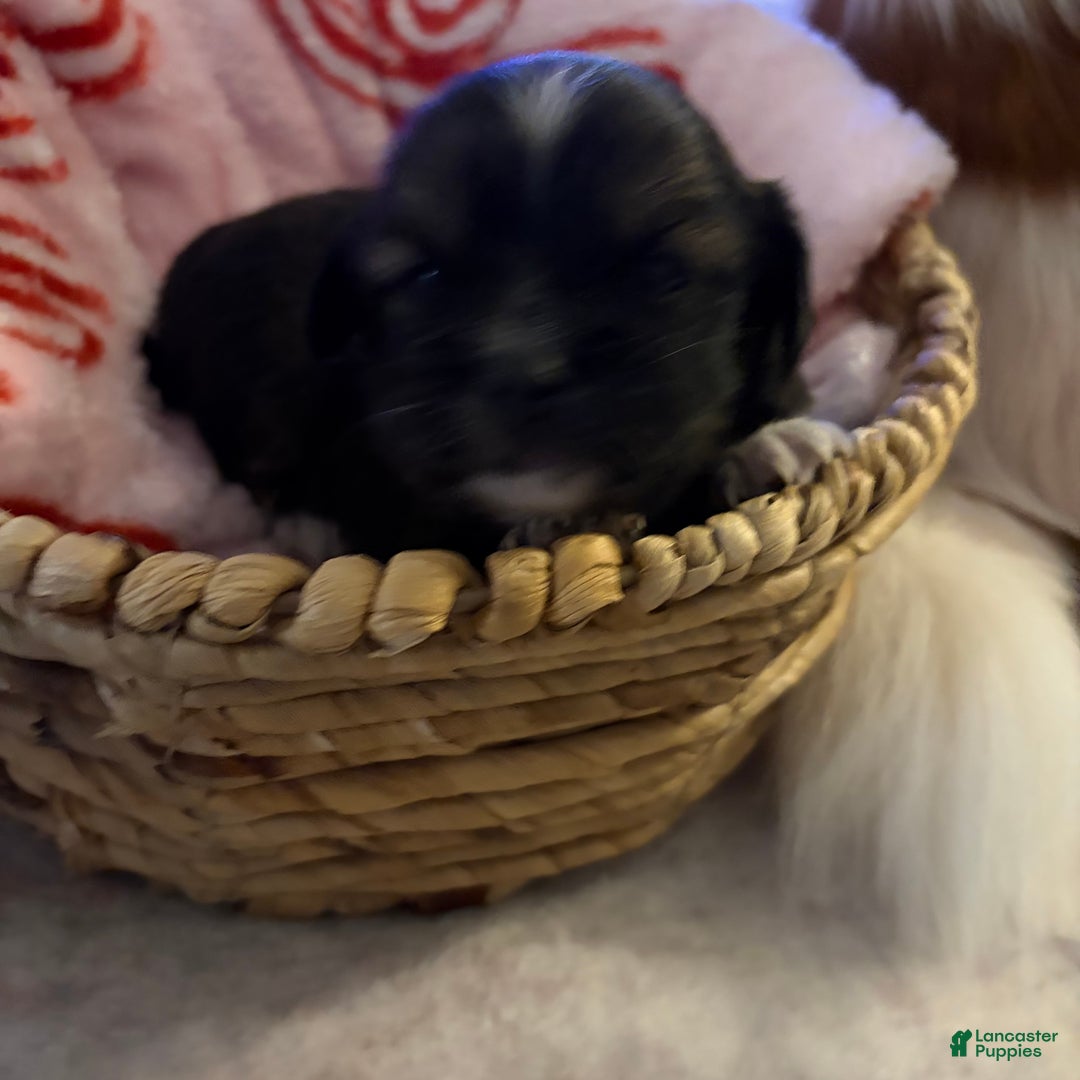 Chihuahua dogs for sale: Harold - Ad 8