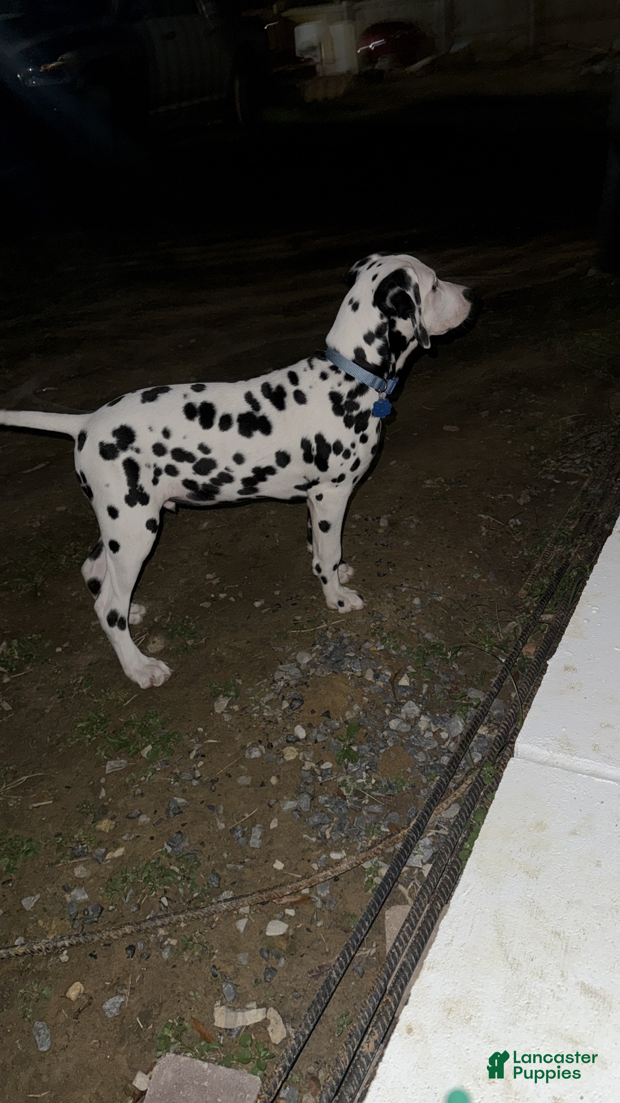 Dalmatian dogs Dalmatian Puppy 2 - Ad 25