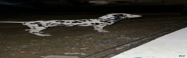 Dalmatian Puppy 2