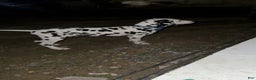 Dalmatian dogs for sale: Dalmatian Puppy 2 - Ad 1