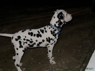 Dalmatian dogs Dalmatian Puppy 2 - Ad 29