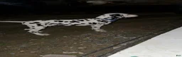 Dalmatian dogs for sale: Dalmatian Puppy 2 - Ad 1
