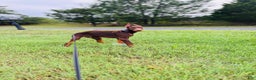 Doberman Pinscher dogs for stud: Onyx's Litter - Ad 3