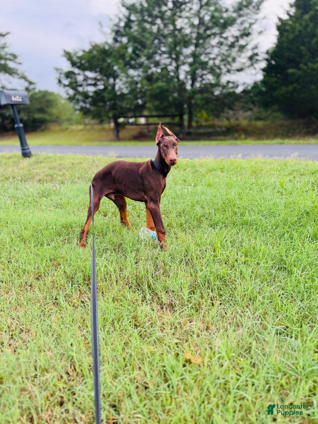 Doberman Pinscher dogs for stud: Onyx's Litter - Ad 3