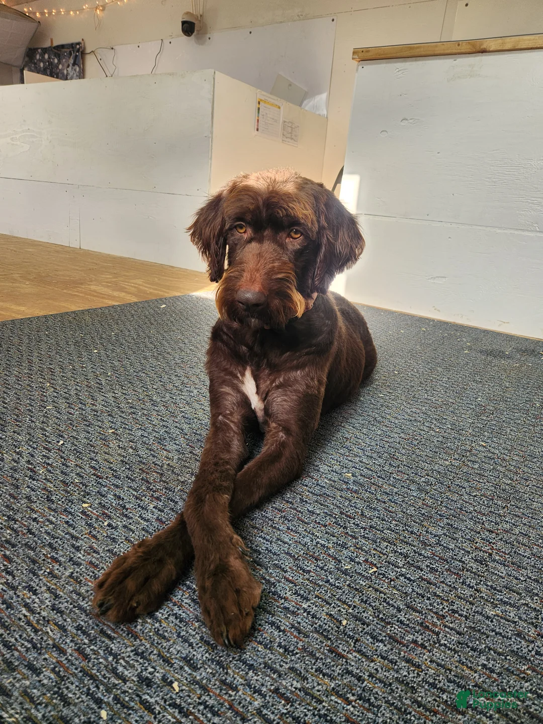 Labradoodle dogs for sale: Nikki - Ad 2