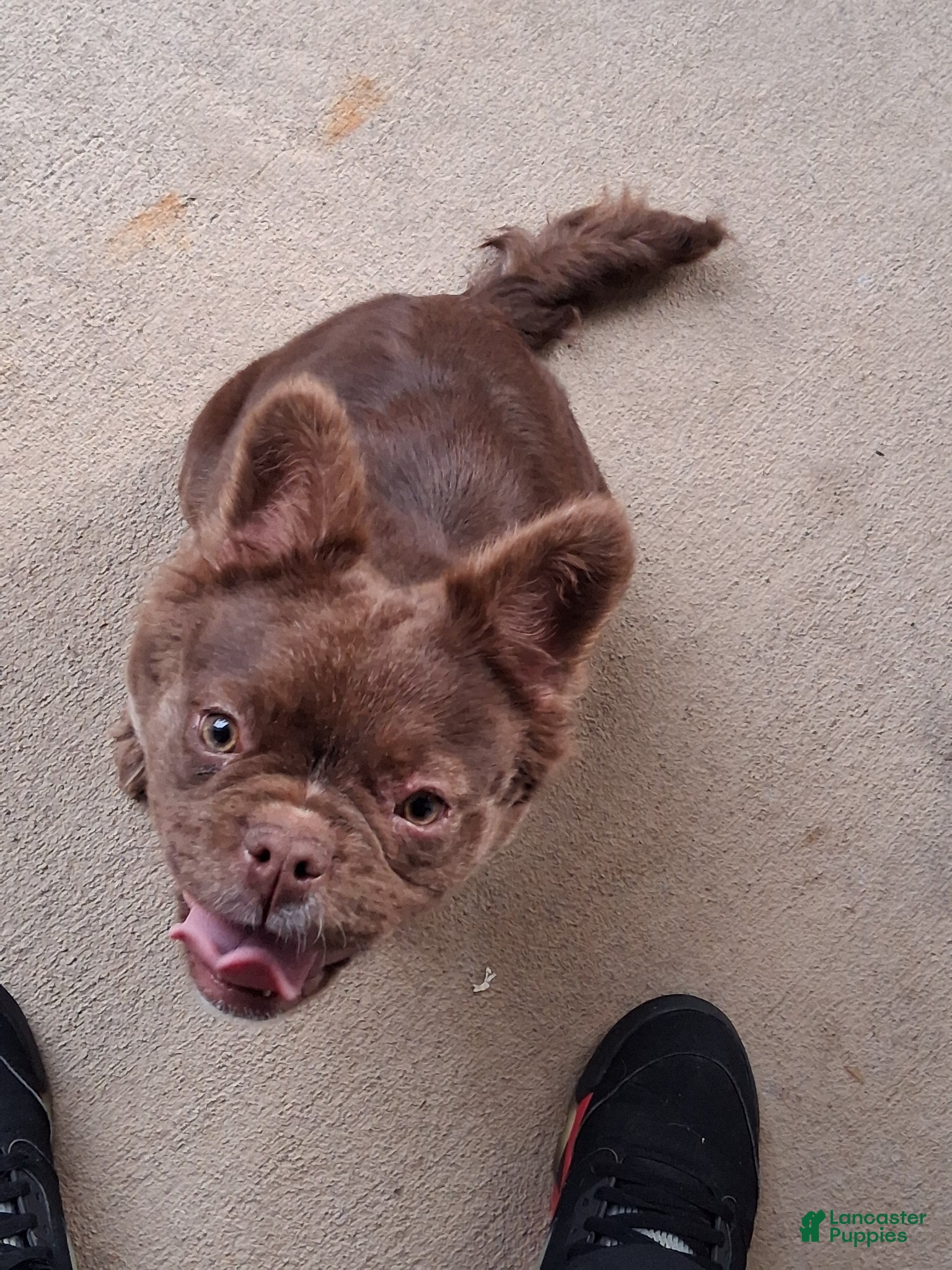 French Bulldog dogs French Bulldog Puppy 1 - Ad 20