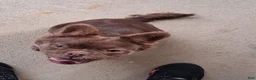 French Bulldog dogs for sale: French Bulldog Puppy 1 - Ad 1