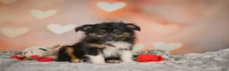 Miniature Australian Shepherd dogs for sale: Alice - Ad 8