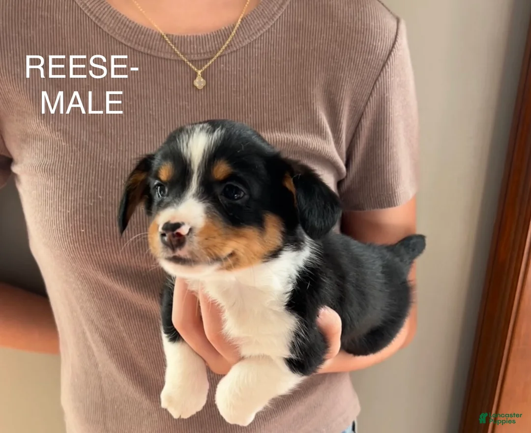 Mixed Breed dogs for sale: Mixed Breed Puppy 1 - Ad 1