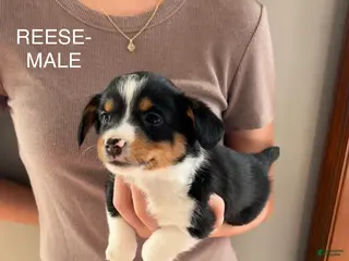 Mixed Breed dogs Mixed Breed Puppy 1 - Ad 36