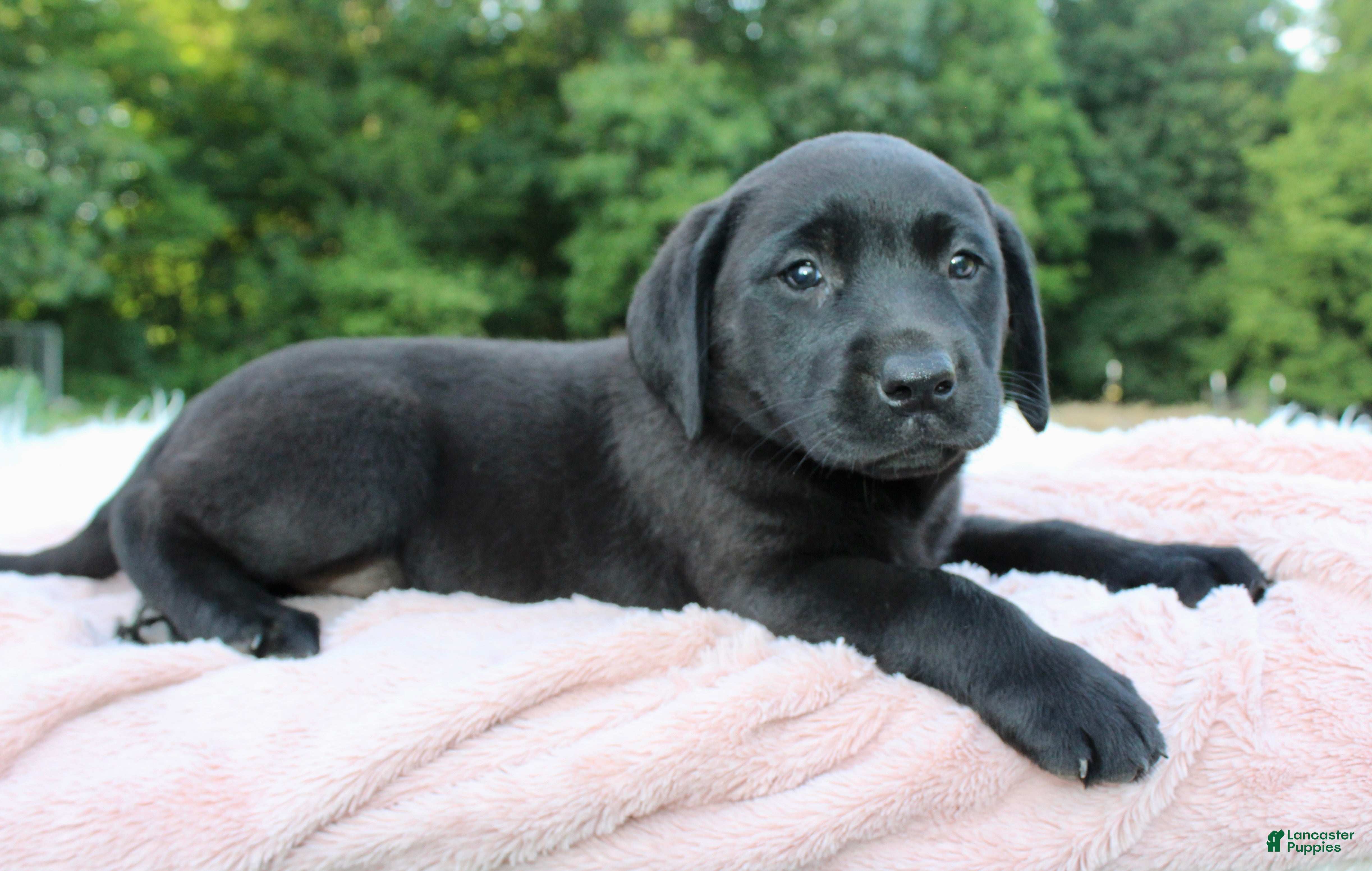 Labrador Retriever dogs Azure - Ad 1