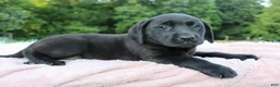 Labrador Retriever dogs for sale: Azure - Ad 1