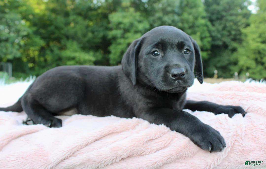 Labrador Retriever dogs for sale: Azure - Ad 1