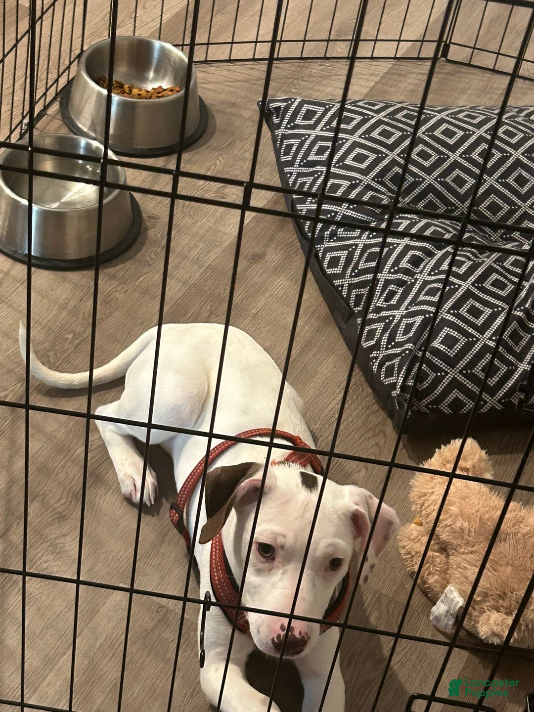 Gallery Image {{count}}