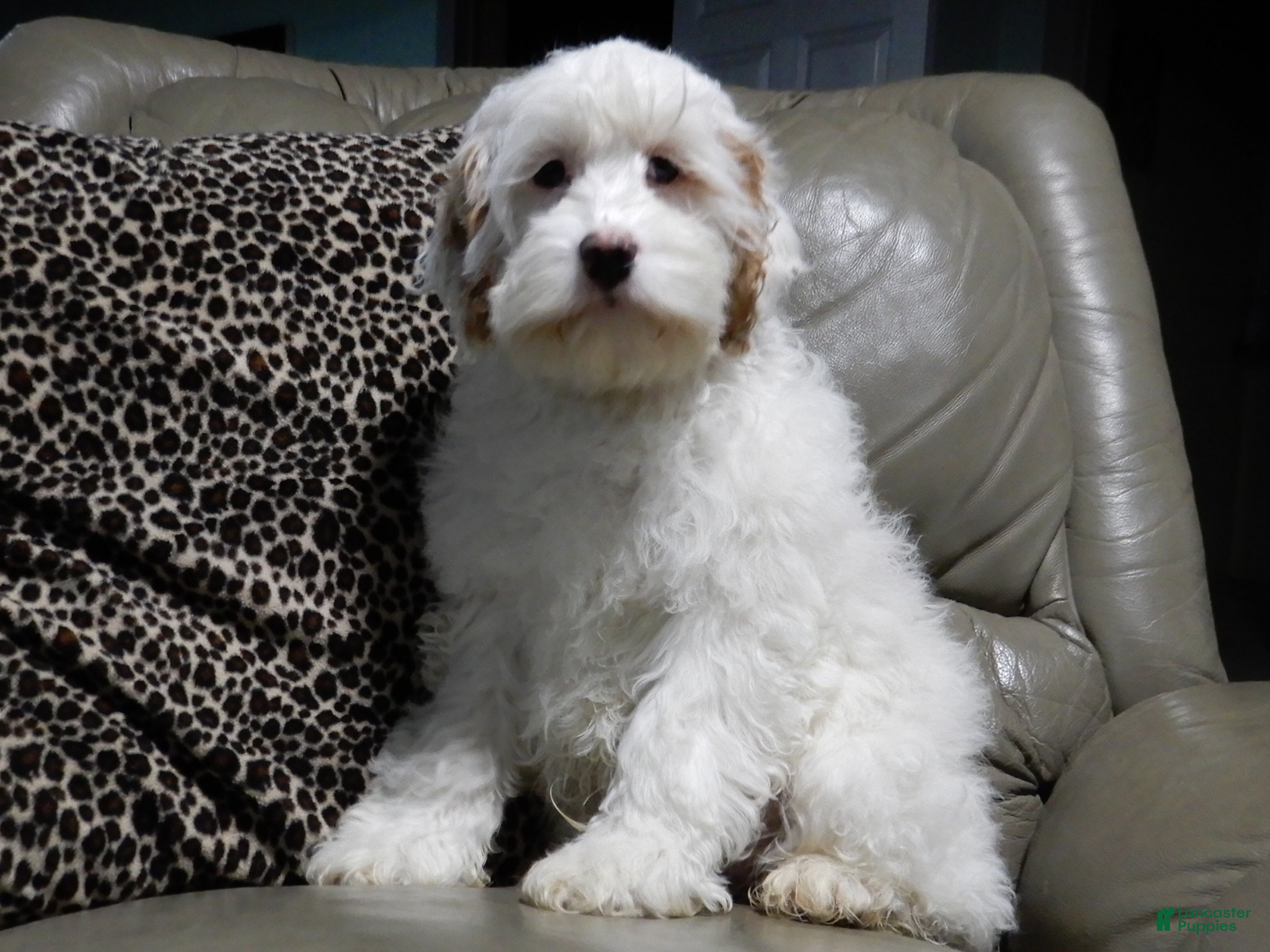 Cockapoo dogs Rover - Ad 30