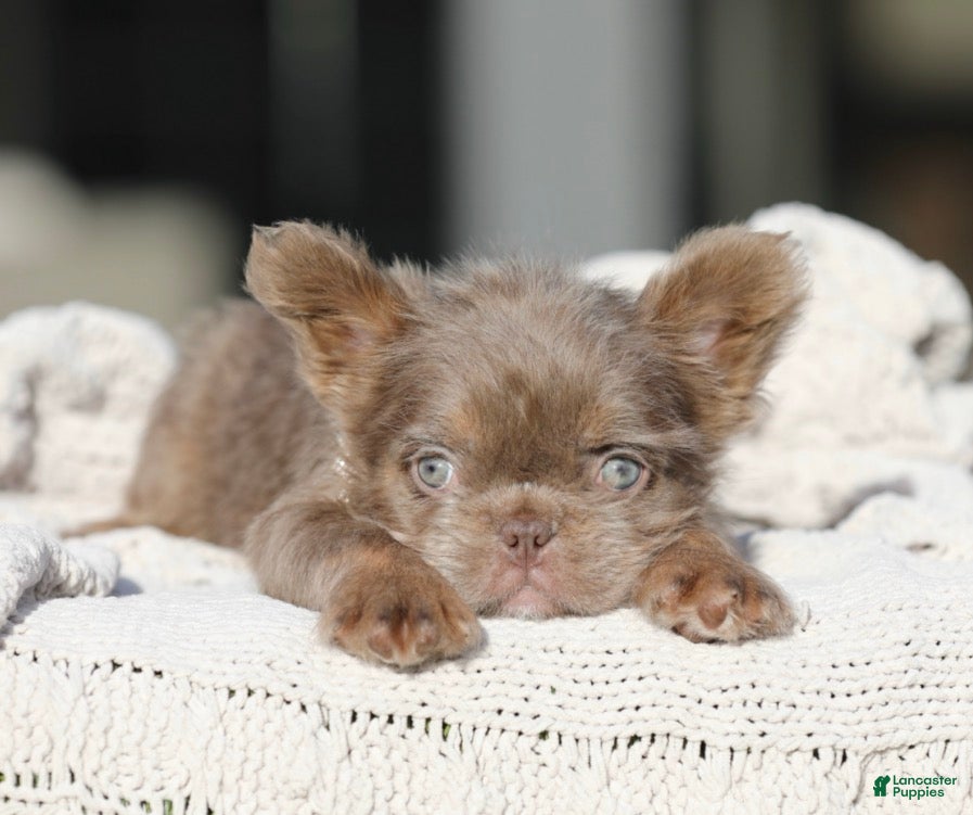 French Bulldog dogs EMPRESS - TEDDY BEAR COAT EXOTIC HYPOALLERGENIC SUPER FLUFFY - Ad 33