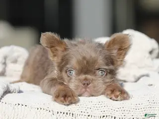 French Bulldog dogs EMPRESS - TEDDY BEAR COAT EXOTIC HYPOALLERGENIC SUPER FLUFFY - Ad 33