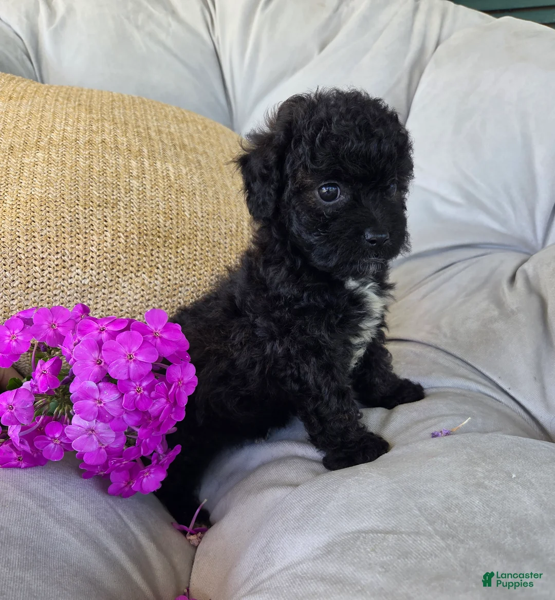 Shihpoo dogs for sale: Lucy - Ad 1