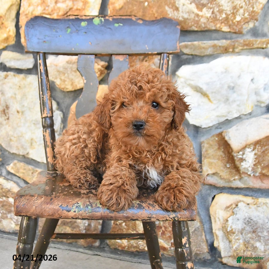 Cockapoo dogs Toby - Ad 2