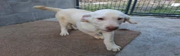 Labrador Retriever dogs for sale: Dallas - Ad 3