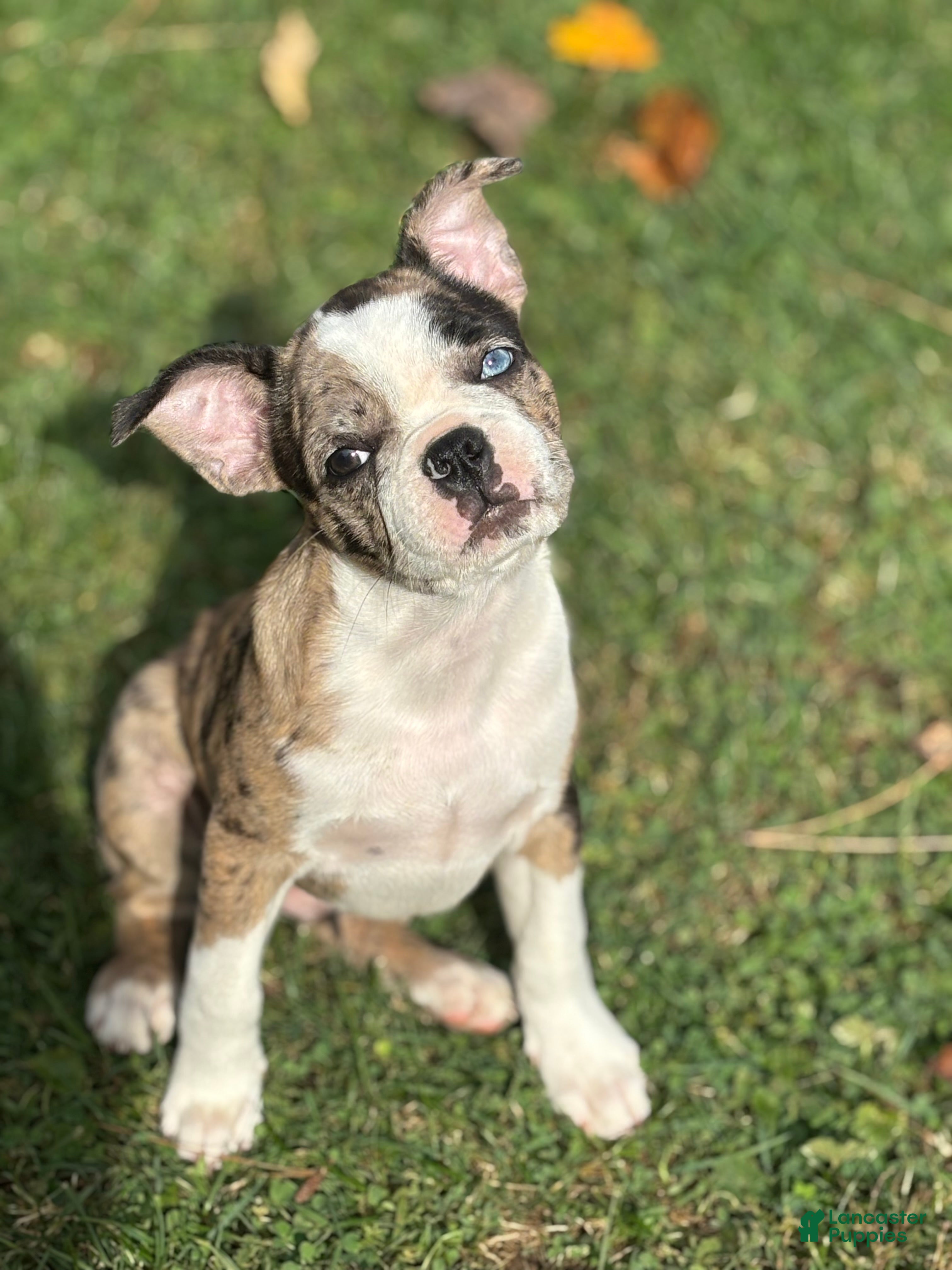 Blue Frenchton Puppies for sale Lancaster Puppies