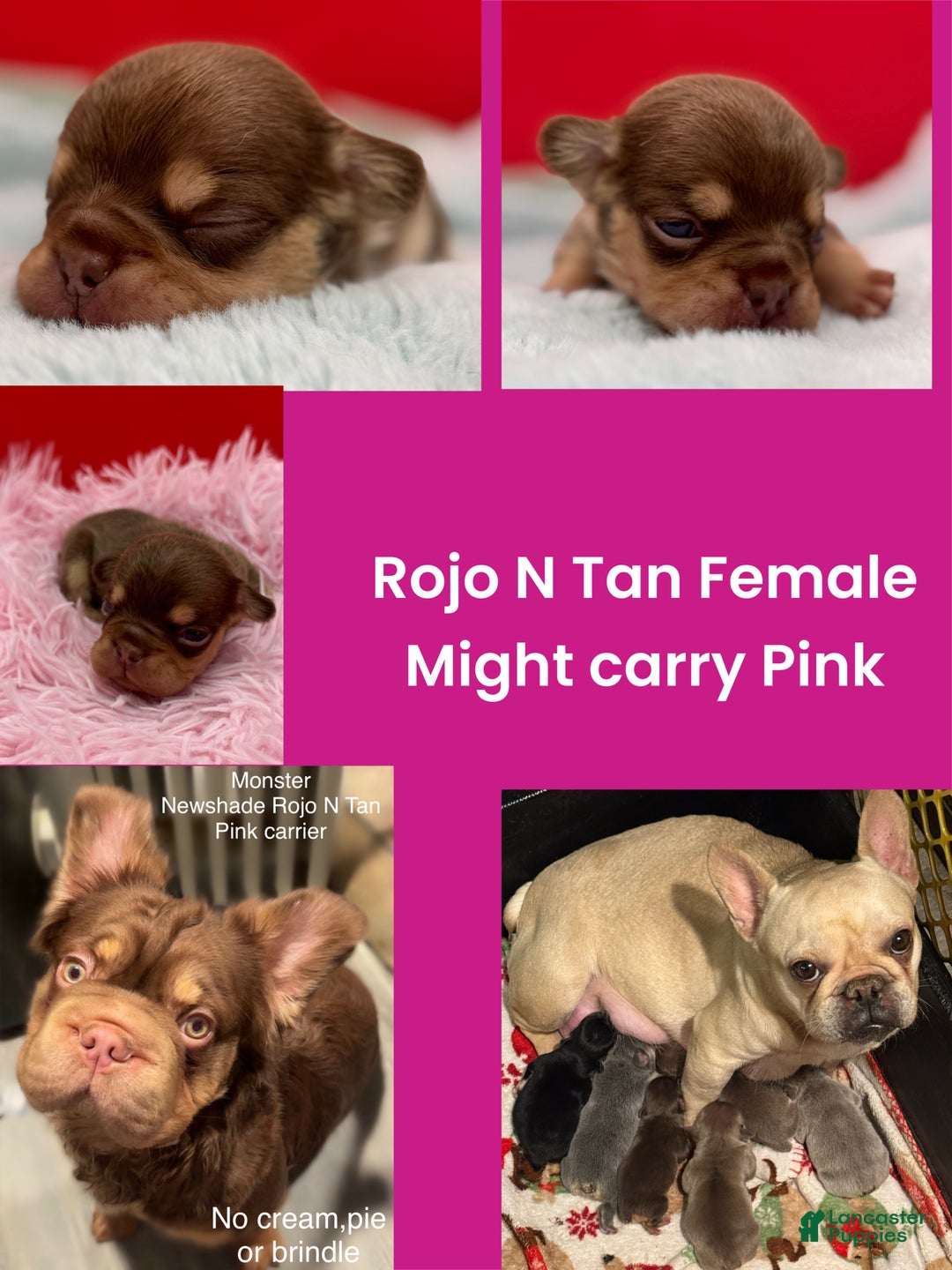 French Bulldog dogs for sale: French Bulldog Puppy 4 - Ad 1