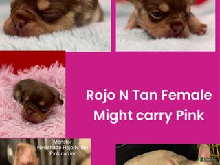 French Bulldog dogs French Bulldog Puppy 4 - Ad 13