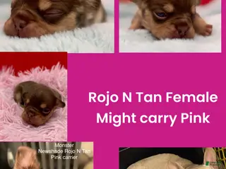 French Bulldog dogs French Bulldog Puppy 4 - Ad 22