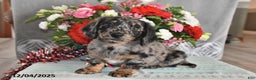 Miniature Dachshund dogs for sale: Millie - Ad 5