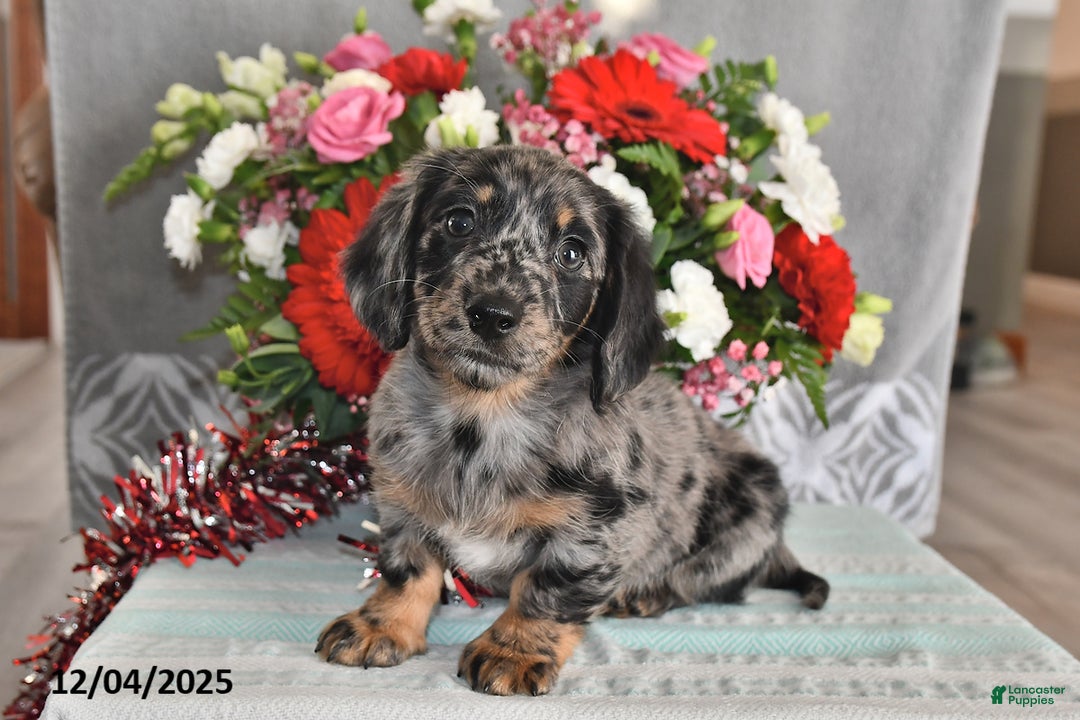 Miniature Dachshund dogs for sale: Millie - Ad 5