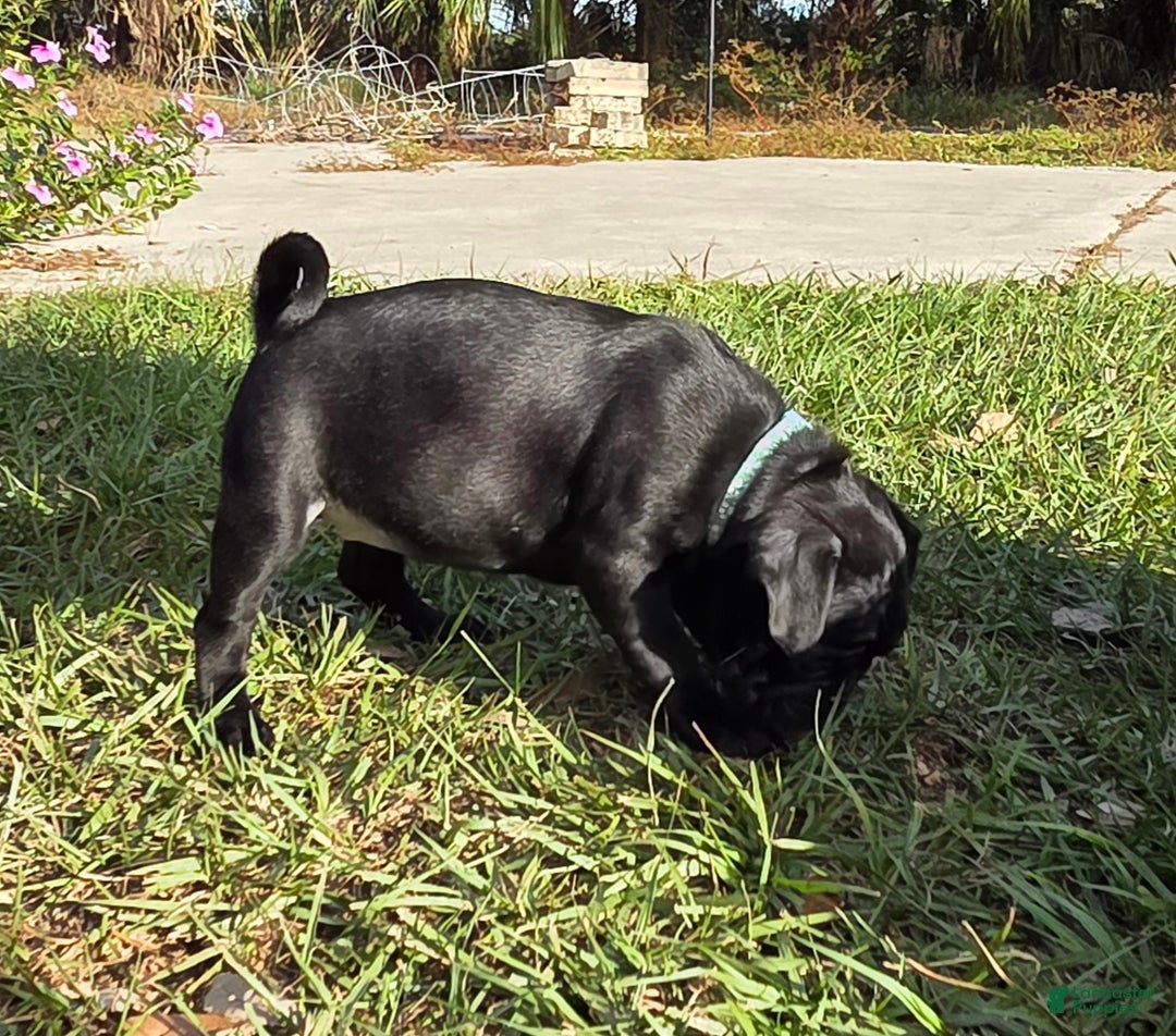 Mixed Breed dogs for sale: Lacey - Ad 3