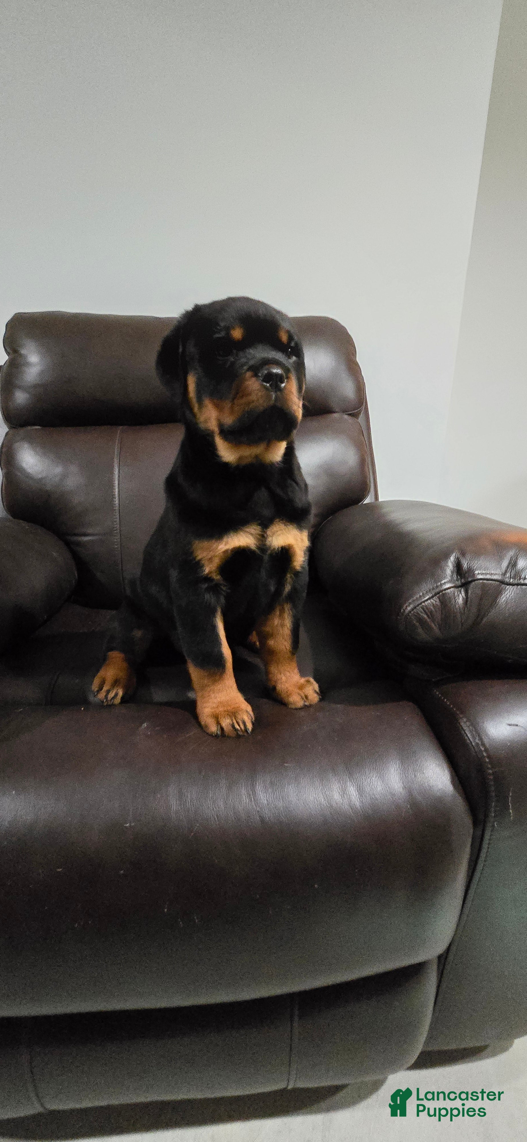 Rottweiler dogs Pink Girl  - Ad 1