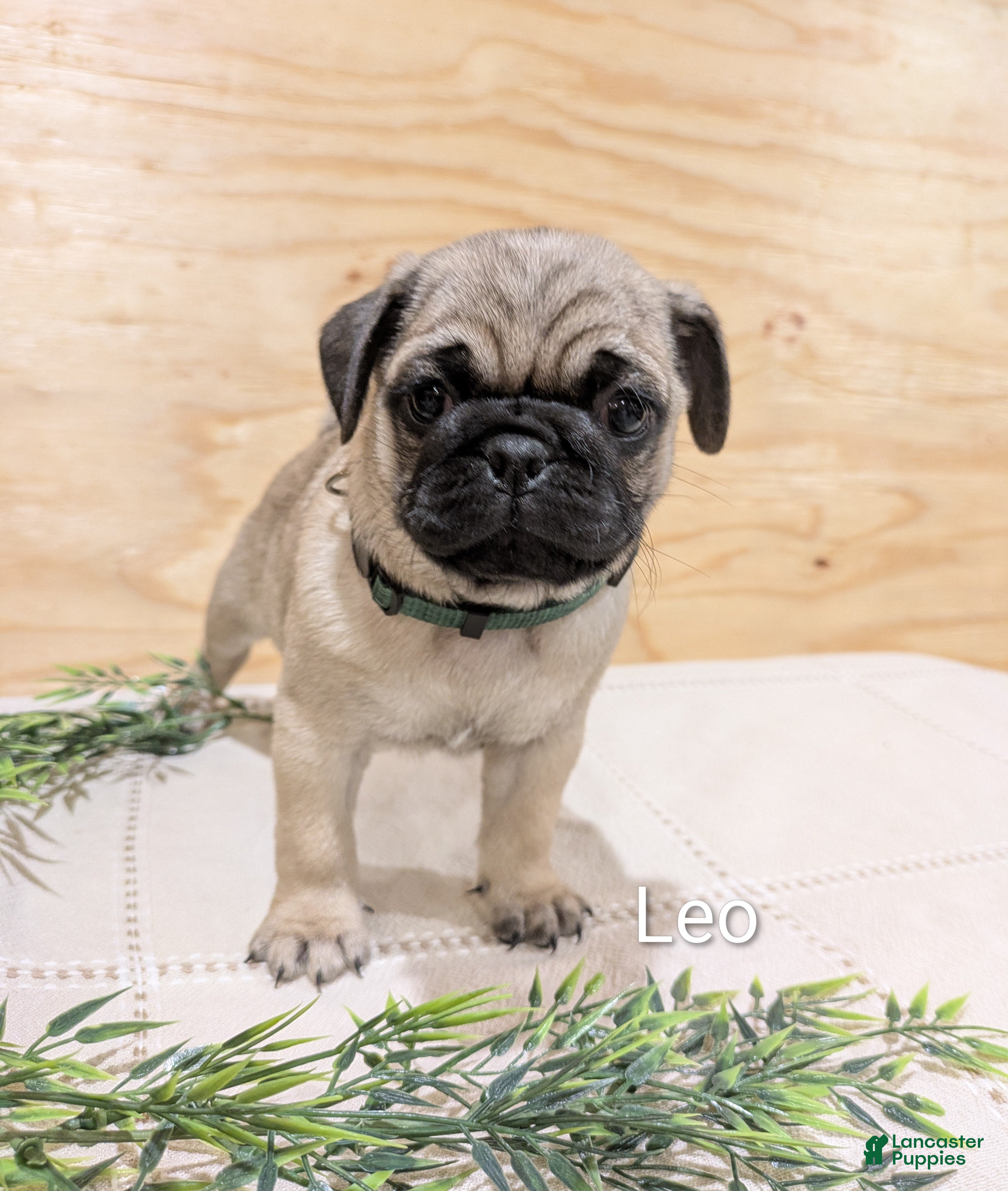 Pug dogs Leo - Ad 1